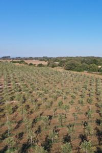 foto drone giardino aziendale