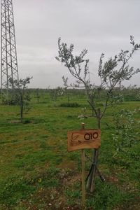 galleria-ulivi-giardini-aziendali