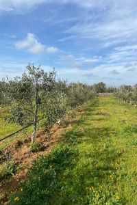 giardino-aziendale-1