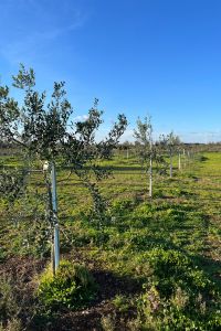 giardino-aziendale-2