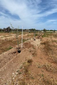 giardino-aziendale-3