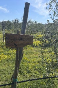 giardino-aziendale-Modula-2