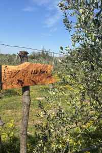 giardino-aziendale-allabox-2