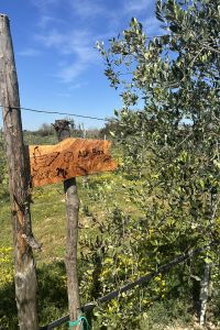 giardino-aziendale-allabox-3