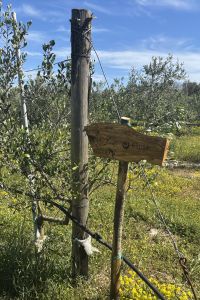 giardino-aziendale-elipse-1