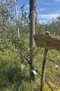 giardino-aziendale-elipse-2