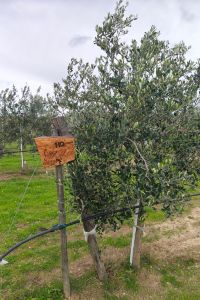 hq-group-giardino-aziendale-01
