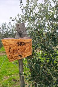 hq-group-giardino-aziendale-02
