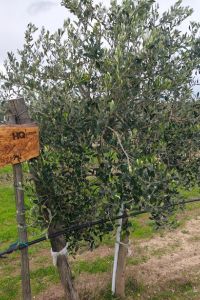 hq-group-giardino-aziendale-03