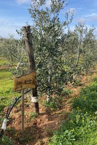 italcredi-1