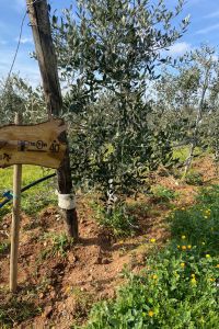 italcredi-3