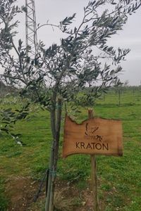kraton3
