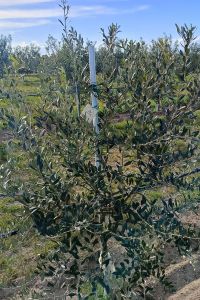 xr:d:DAFWEd6DXlM:86,j:3186720428452891436,t:24040308