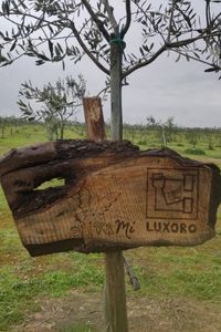 luxoro-1-1