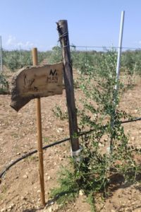 man consulting giardino aziendale 1