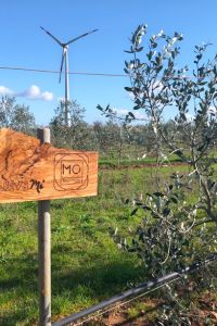 mo-tra-mozzarelle-e-olive-giardino-aziendale-01