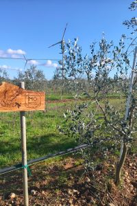 mo-tra-mozzarelle-e-olive-giardino-aziendale-03