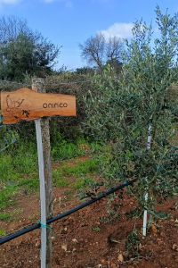 onirico-01
