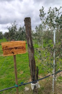 presezzi-group-giardino-aziendale-02