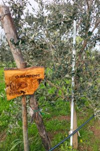 raintonic-giardino-aziendale-01