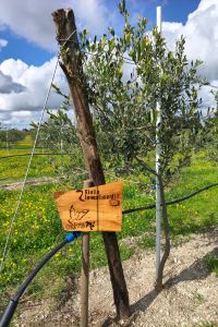 riello-investimenti-giardino-1