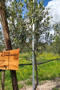 riello-investimenti-giardino-3