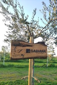 sabiana-1