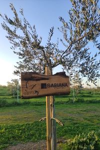 sabiana-2