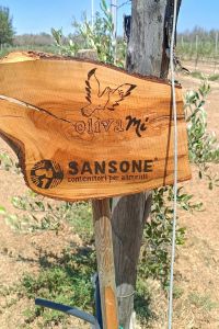 sansone-1