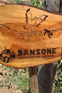 sansone-3