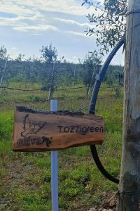 tozzi-green-1