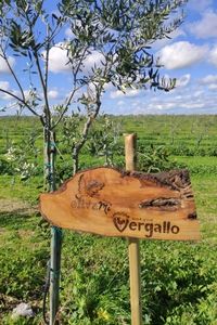 vergallo1