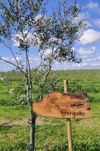 vergallo2
